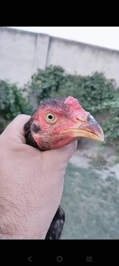 Rampuri