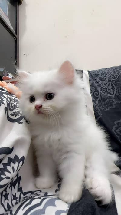 cute kittens