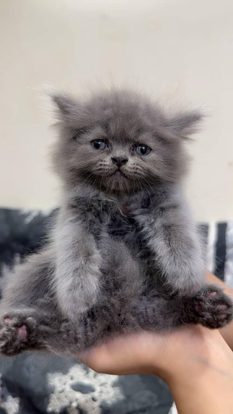 cute kittens 2