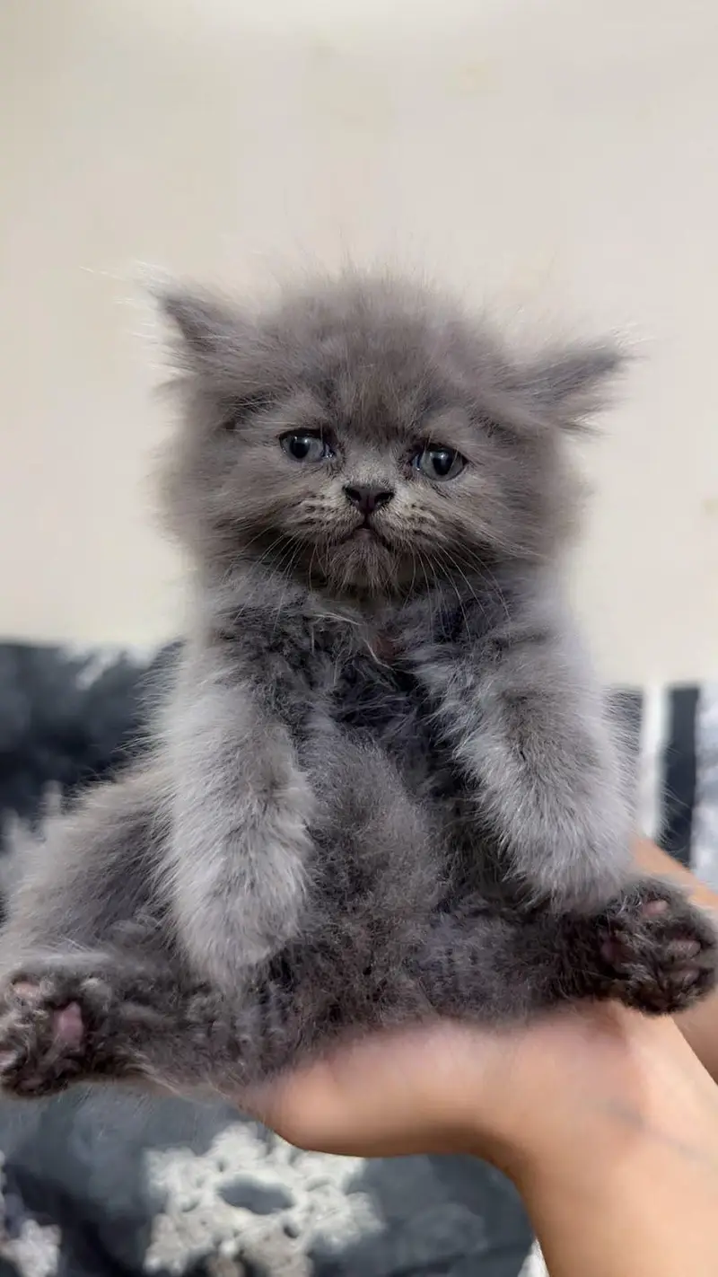 cute kittens — photo 3