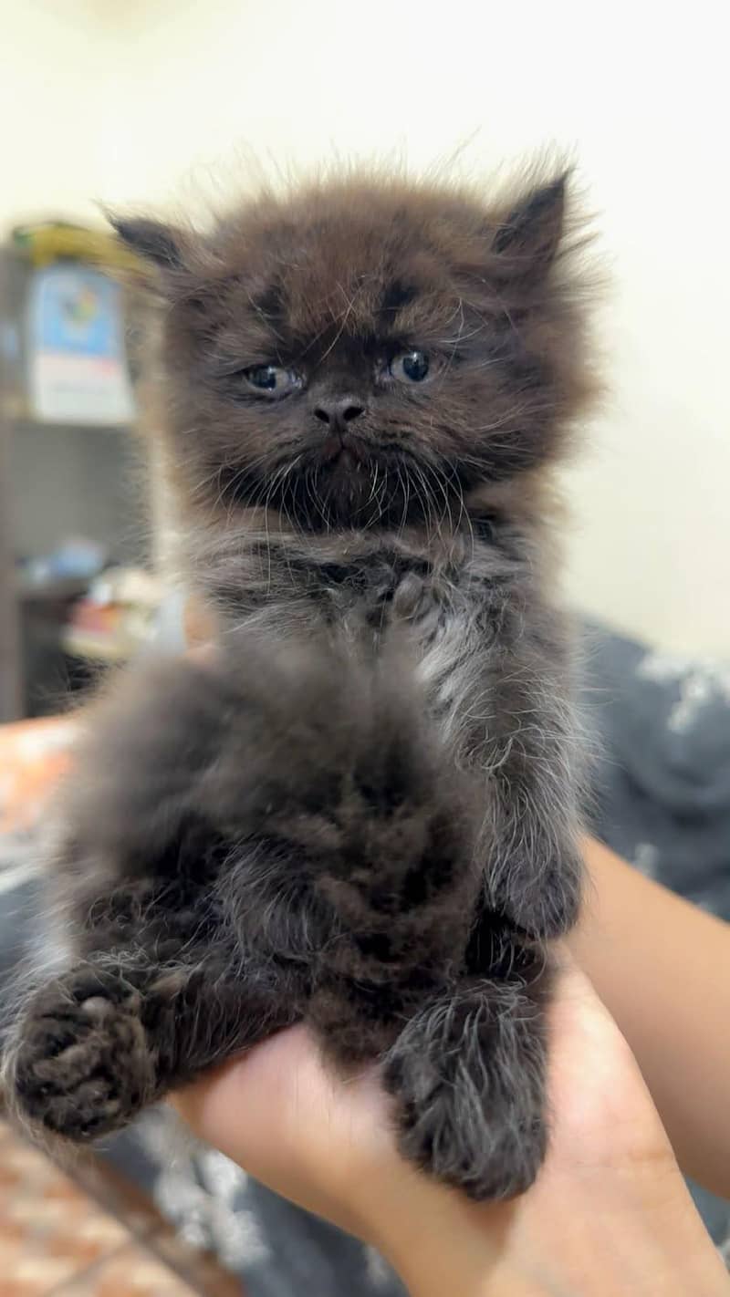 cute kittens 3