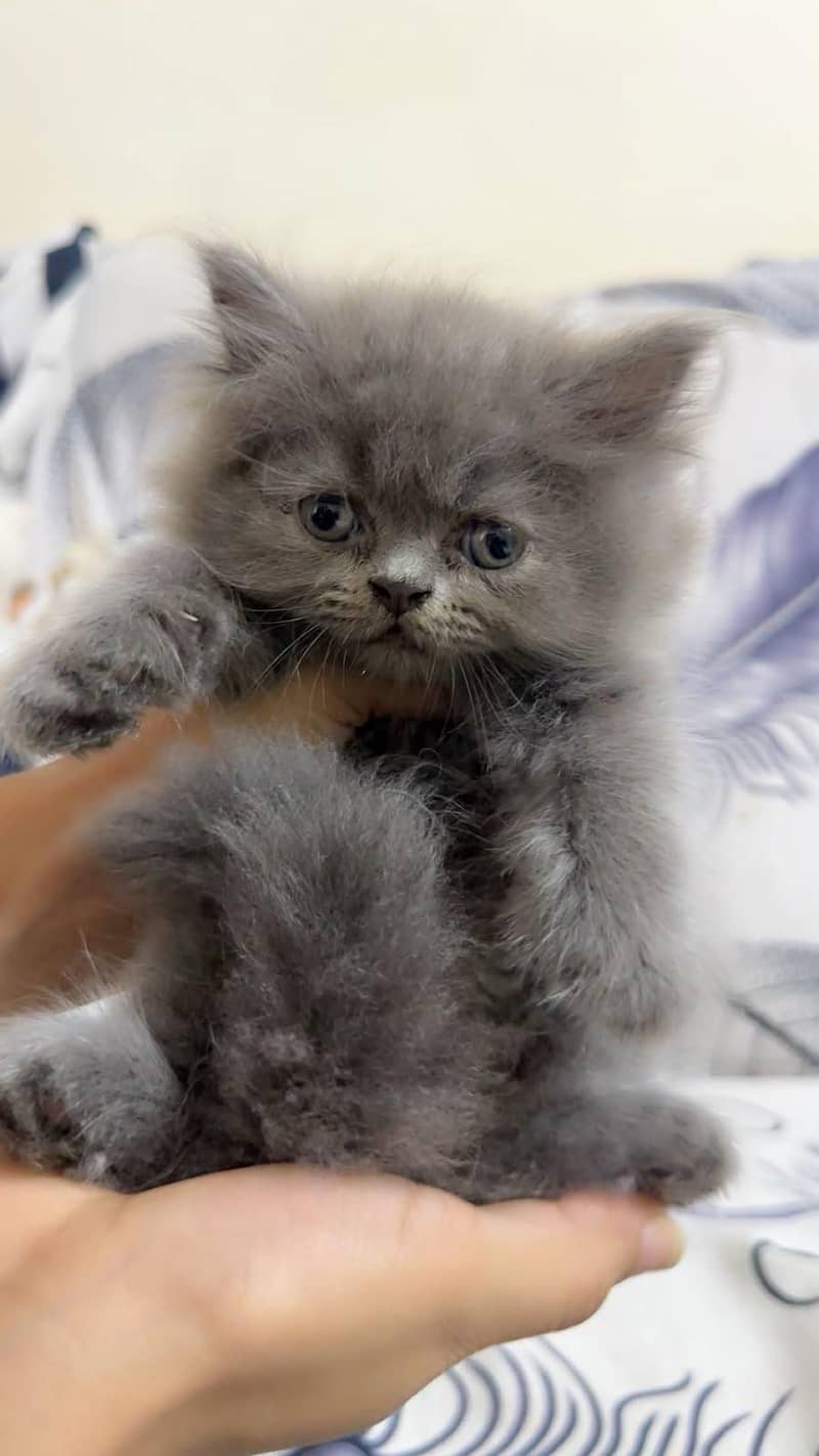 cute kittens 4