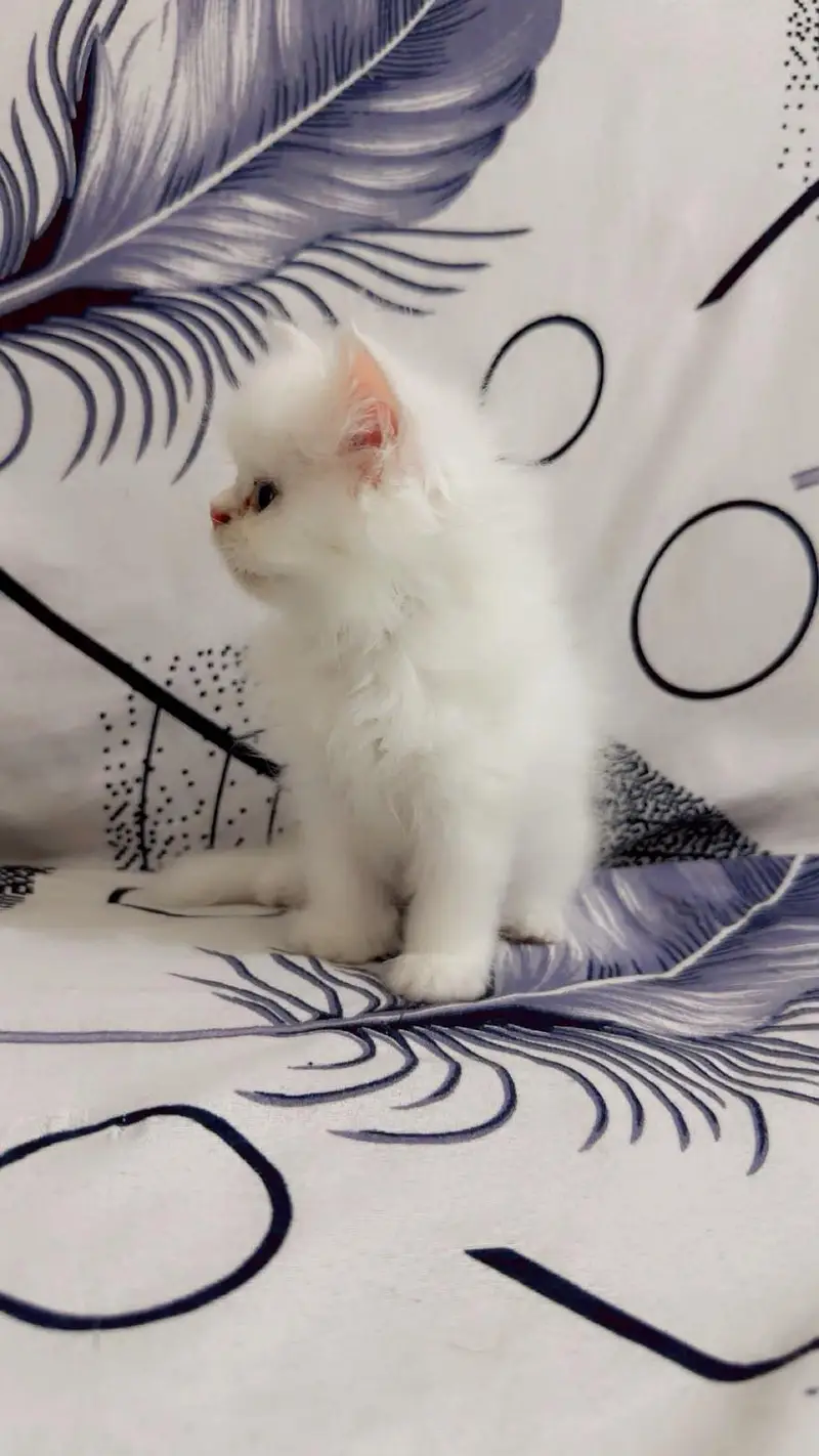 cute kittens — photo 6