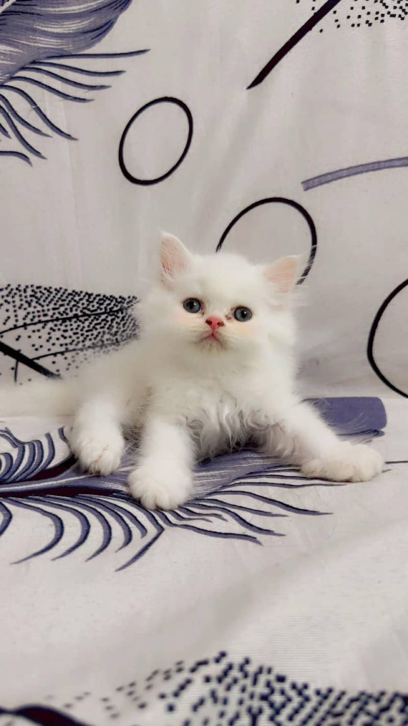 cute kittens 6