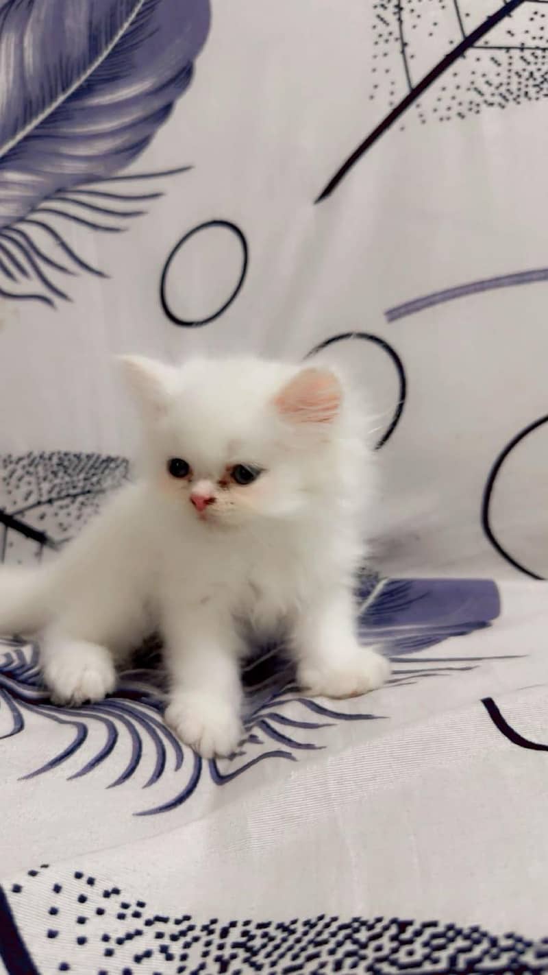 cute kittens 7