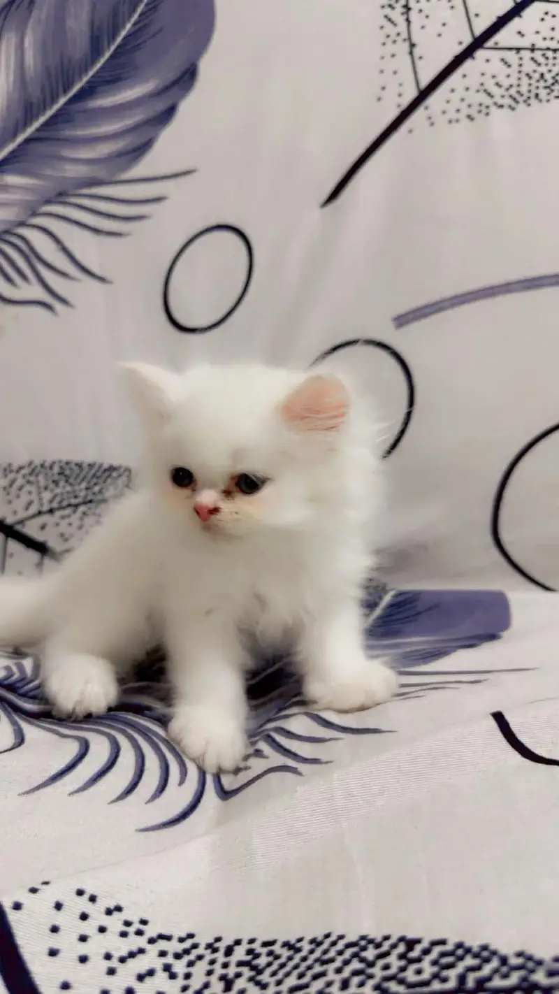 cute kittens — photo 8