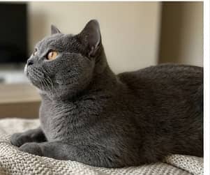 British Blue color. .