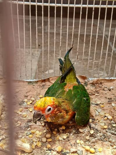 sun conure chick n ring neck pair