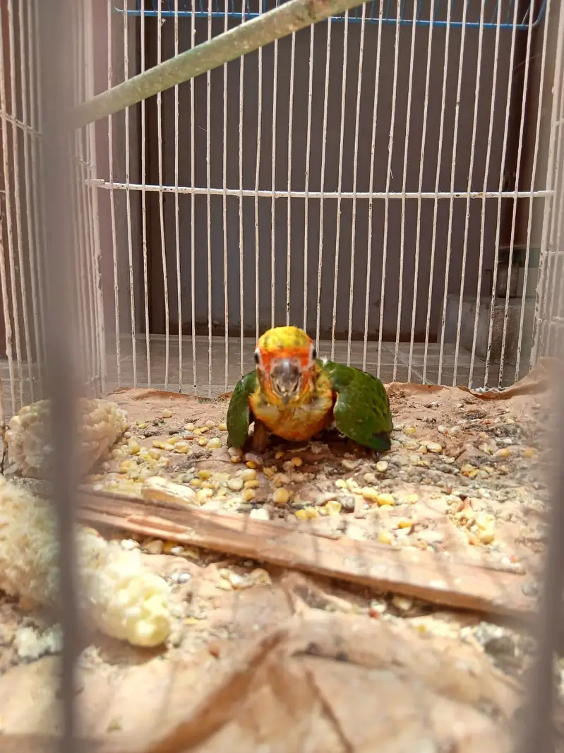 sun conure chick n ring neck pair — photo 2
