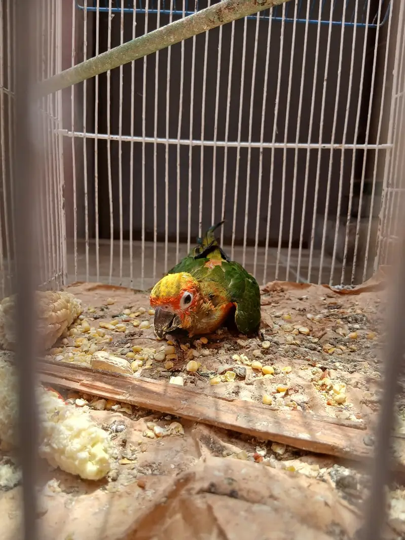 sun conure chick n ring neck pair — photo 3