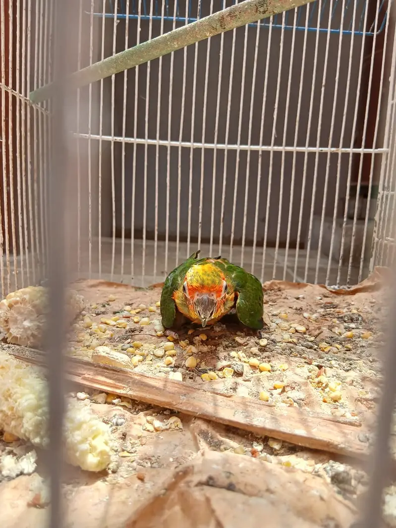 sun conure chick n ring neck pair — photo 4