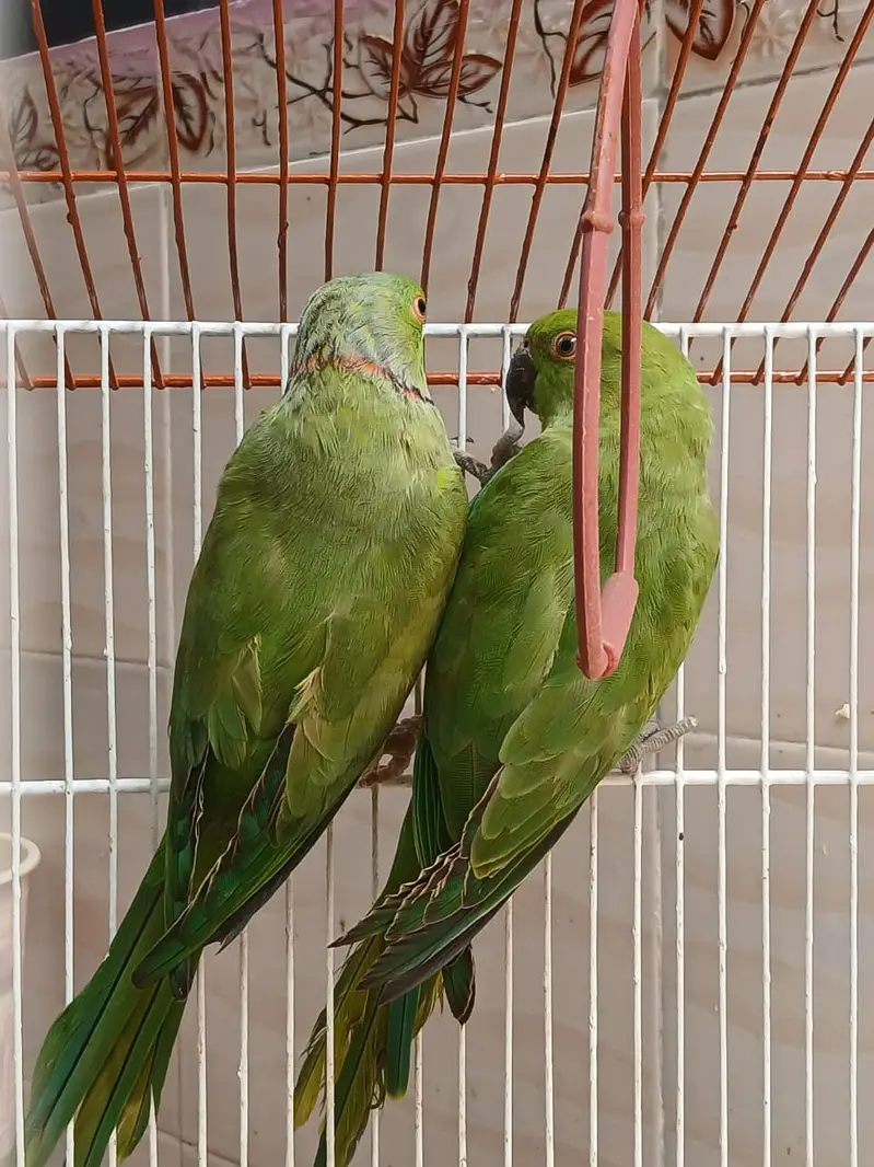 sun conure chick n ring neck pair — photo 5