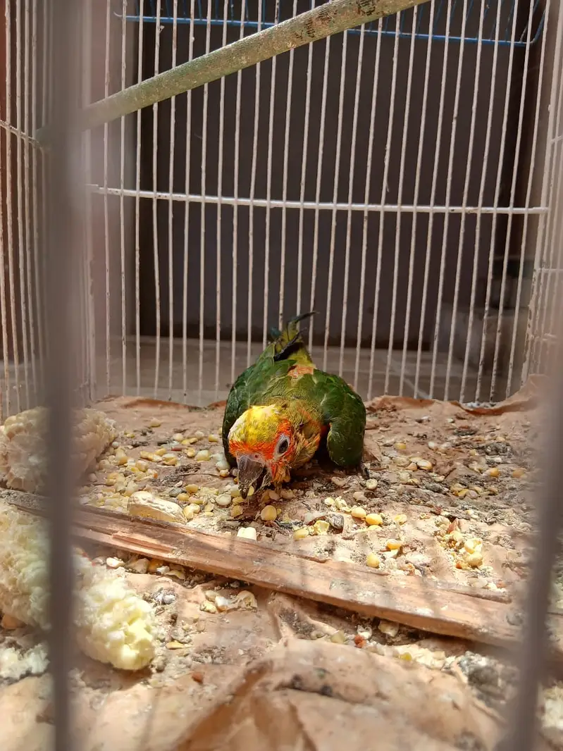 sun conure chick n ring neck pair — photo 6