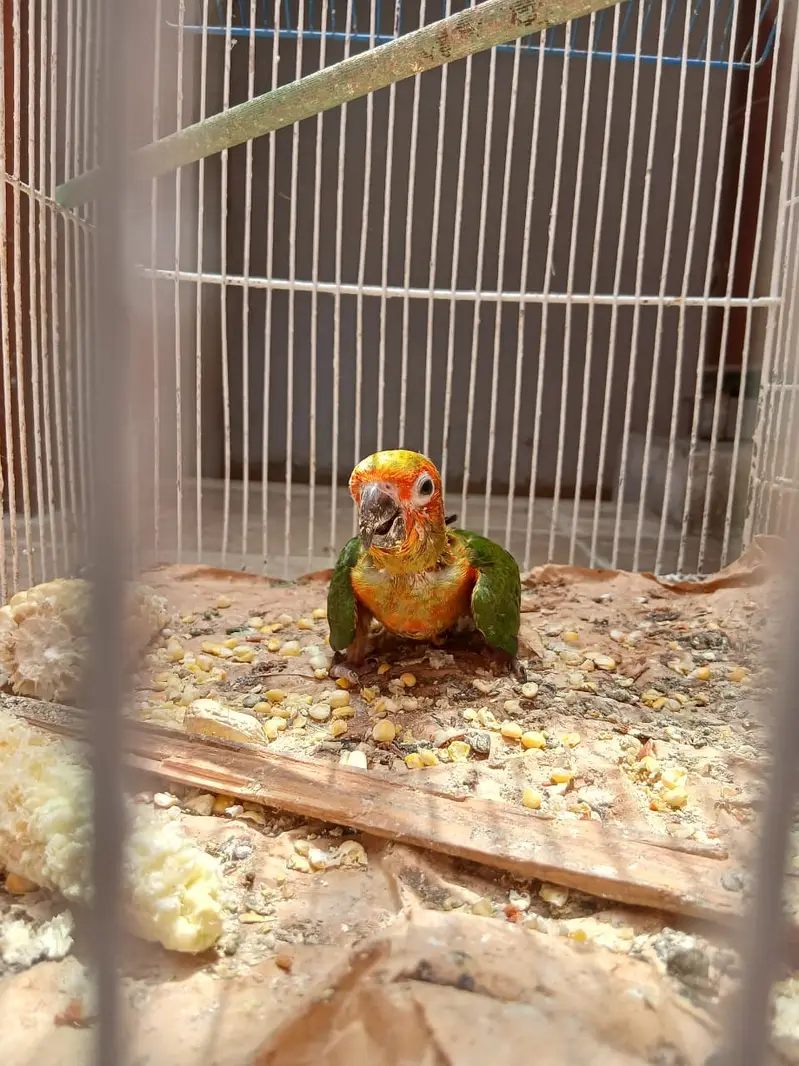 sun conure chick n ring neck pair — photo 7