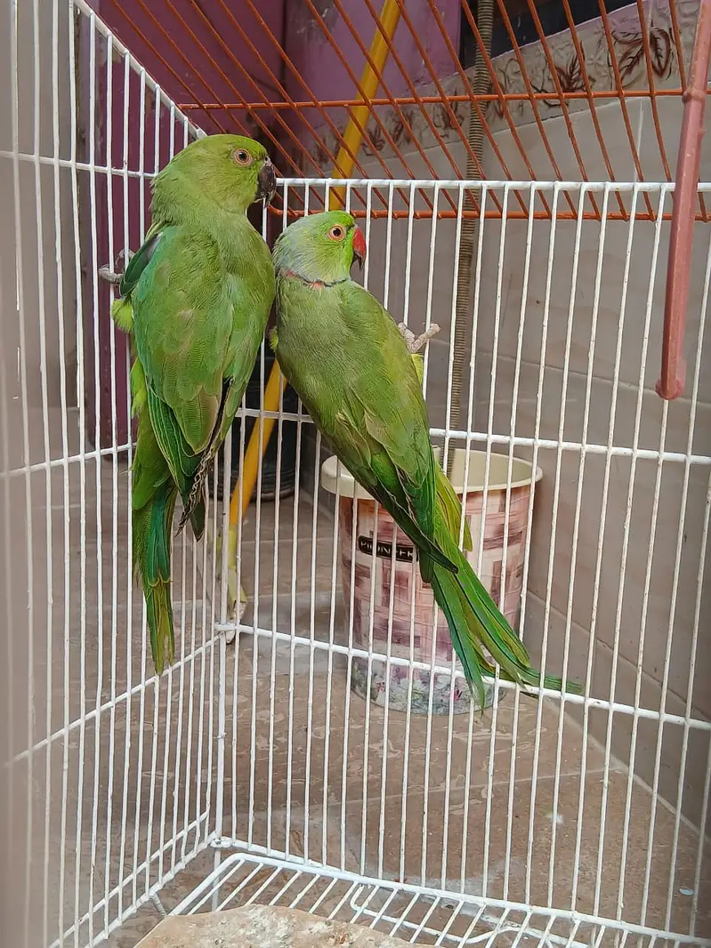 sun conure chick n ring neck pair — photo 8