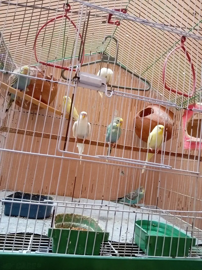 8 Australian parrots — photo 2
