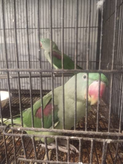 Two pair Male or female