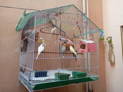 8 Australian parrots
