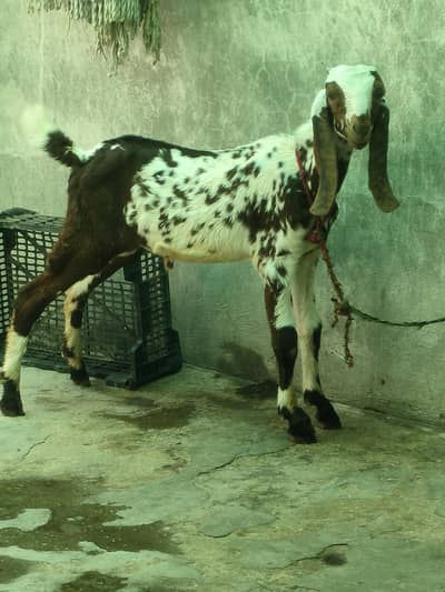Makhi cheena beetal Bakra