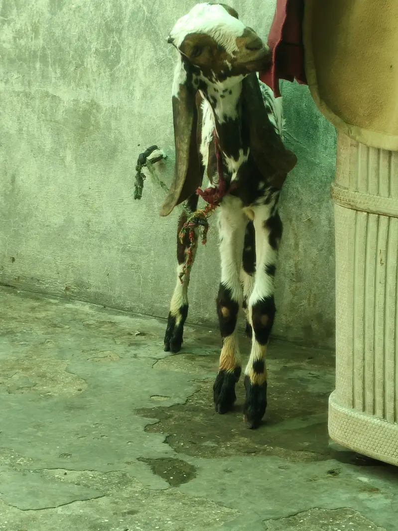 Makhi cheena beetal Bakra — photo 2