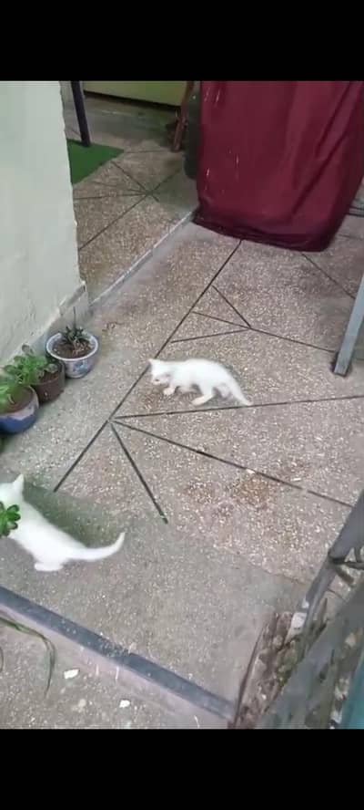 a Persian kitten for sale