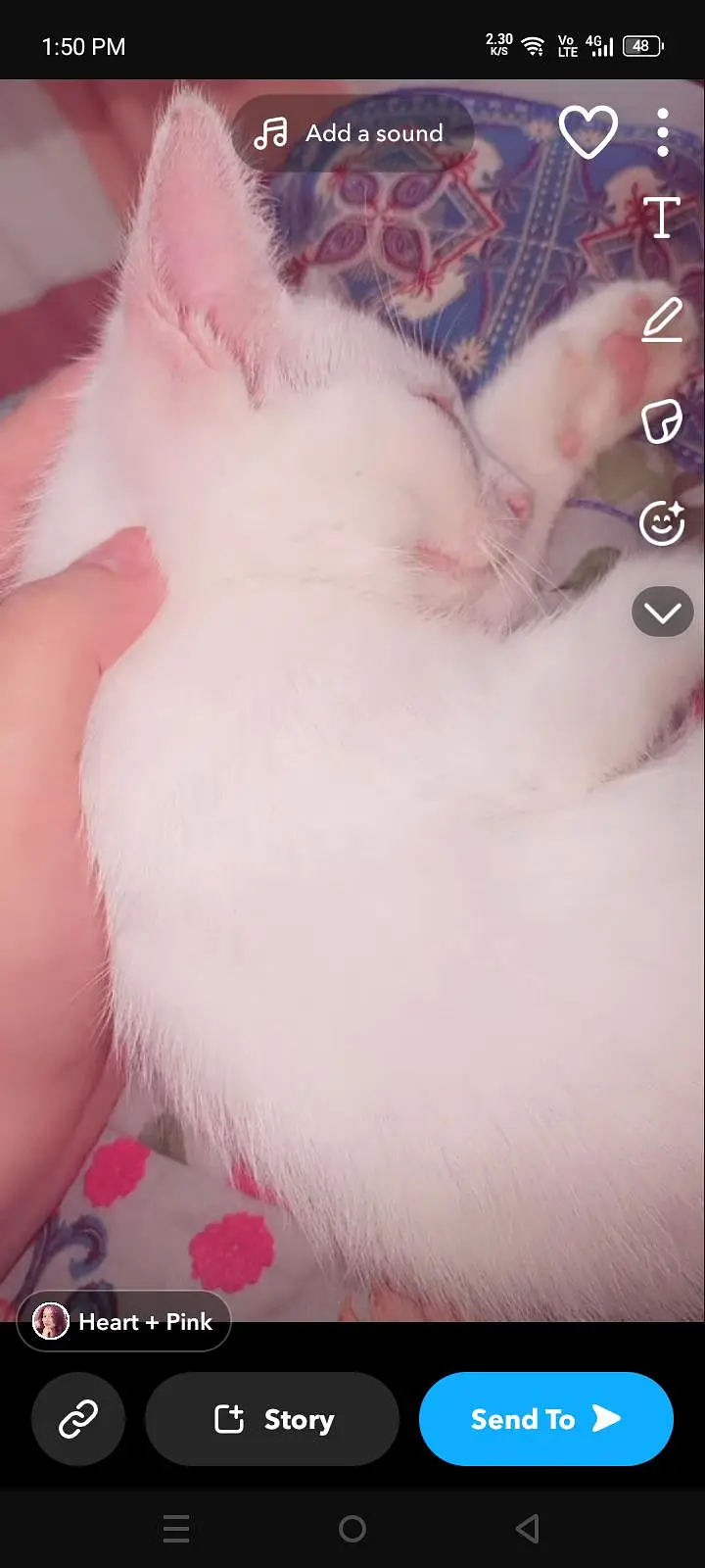 a Persian kitten for sale — photo 3
