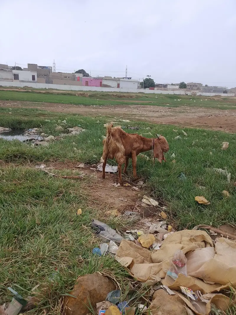 2 bakre 8mahine ke 1 4.6 mahine ka — photo 2