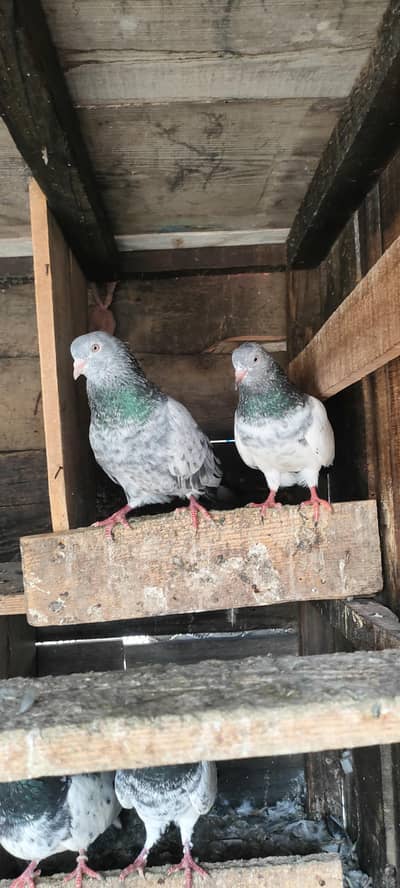 Lovebirds for sal