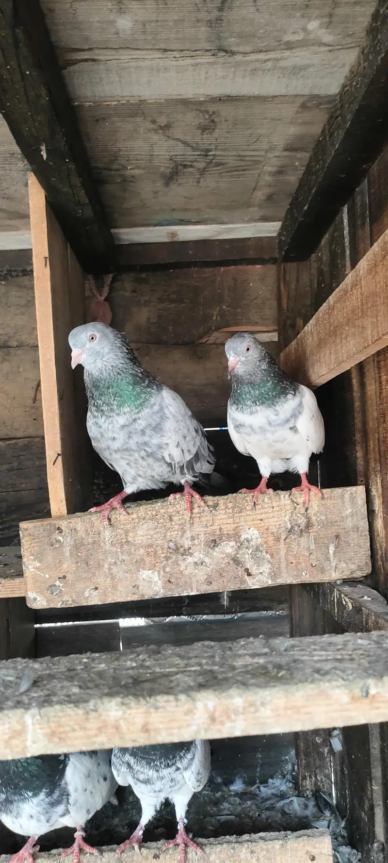 Lovebirds for sal