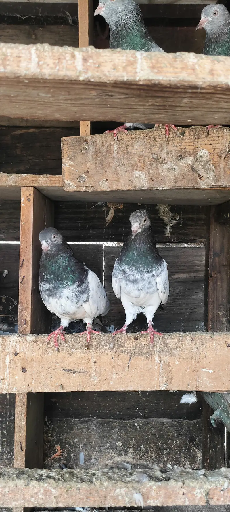 Lovebirds for sal — photo 2