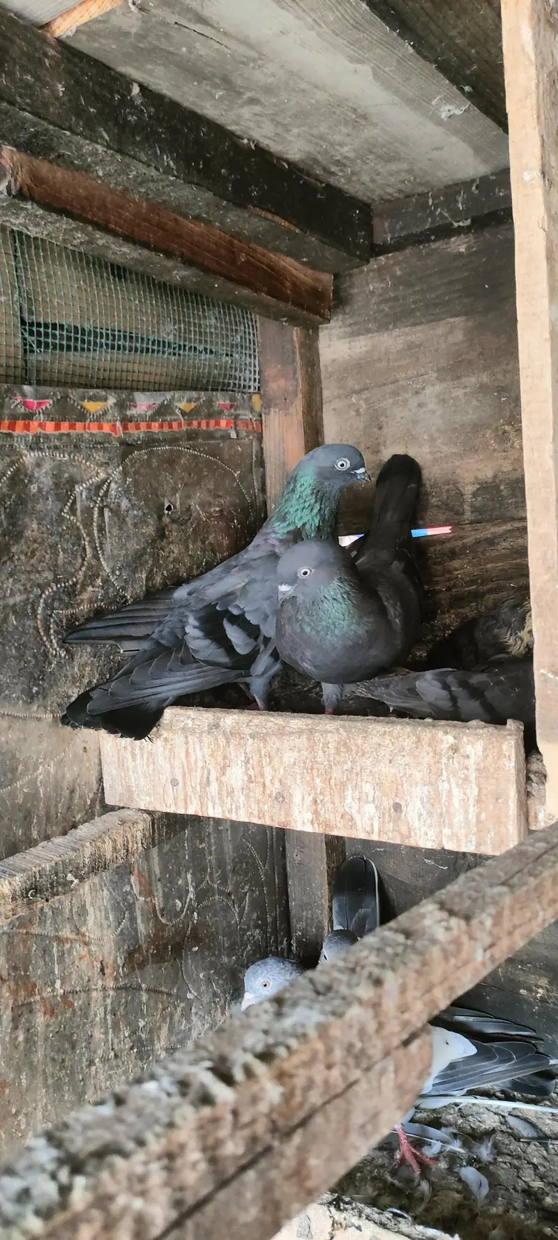 Lovebirds for sal — photo 3