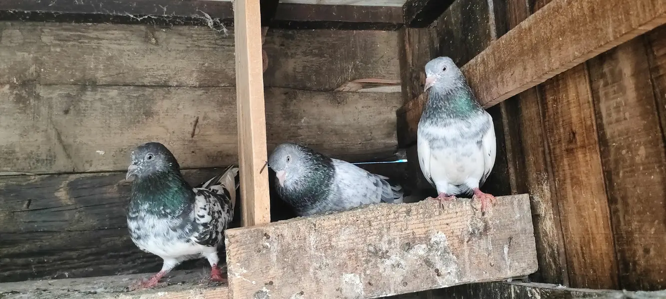Lovebirds for sal — photo 5