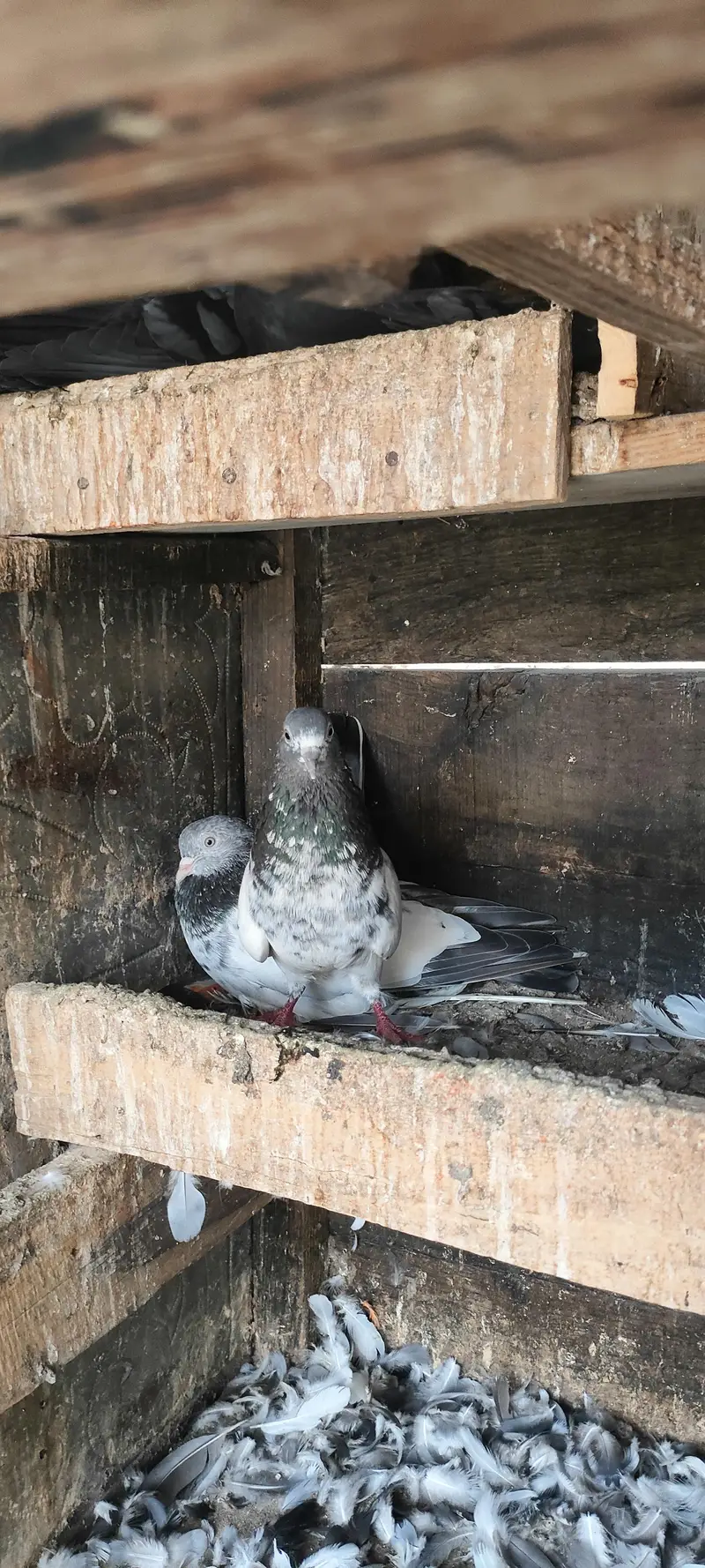 Lovebirds for sal — photo 6