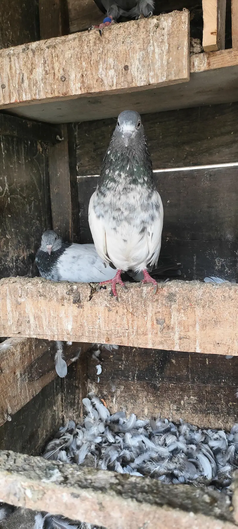 Lovebirds for sal — photo 7