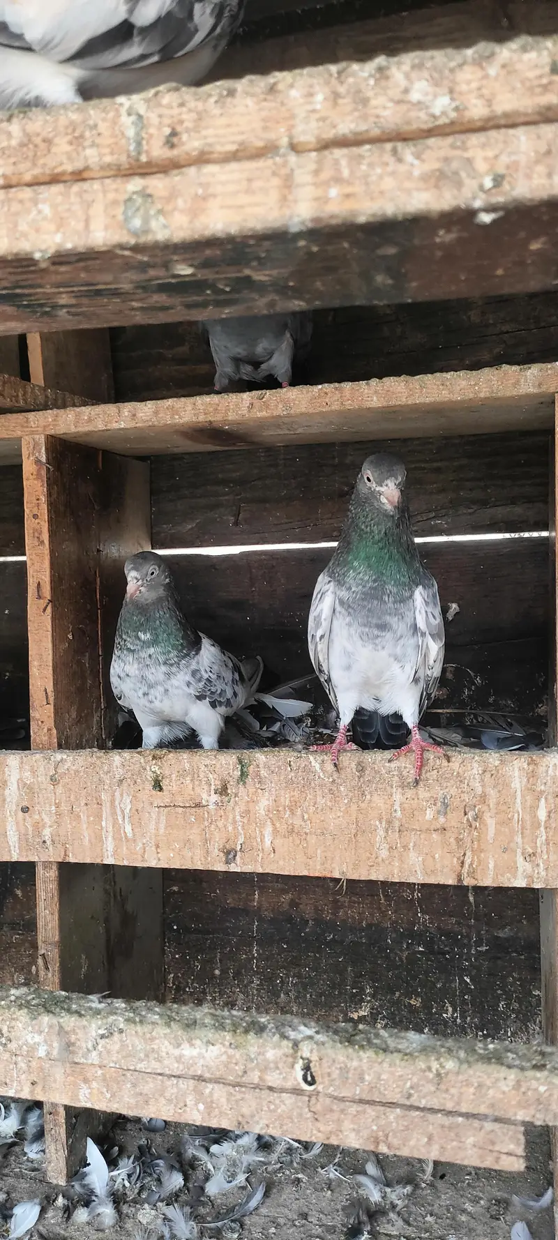 Lovebirds for sal — photo 8
