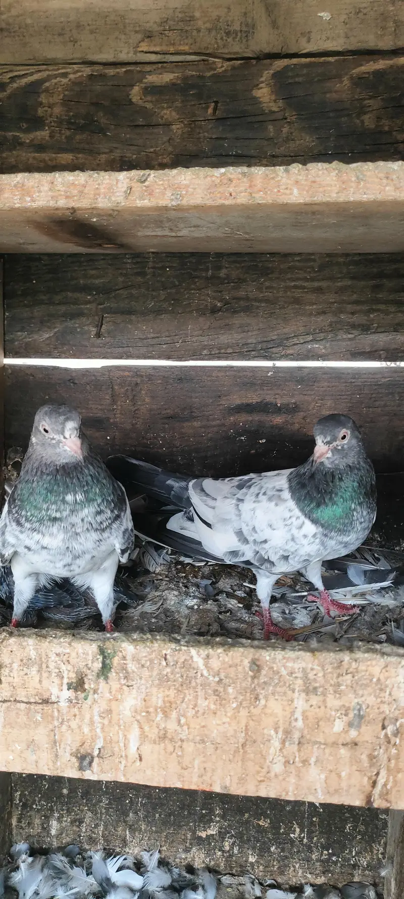Lovebirds for sal — photo 9