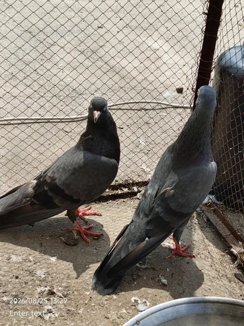 good pair — photo 4