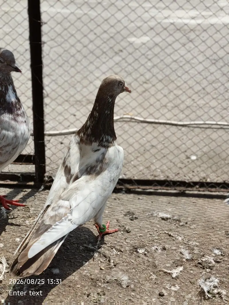 good pair — photo 8