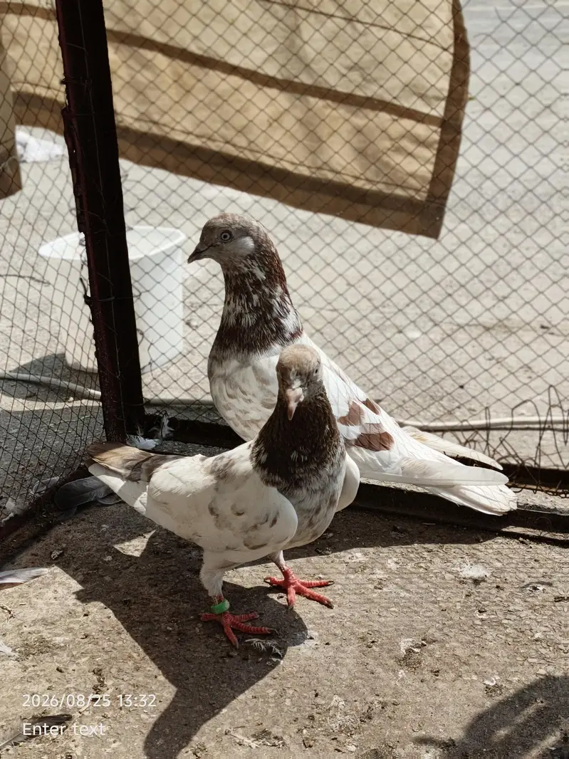 good pair — photo 9