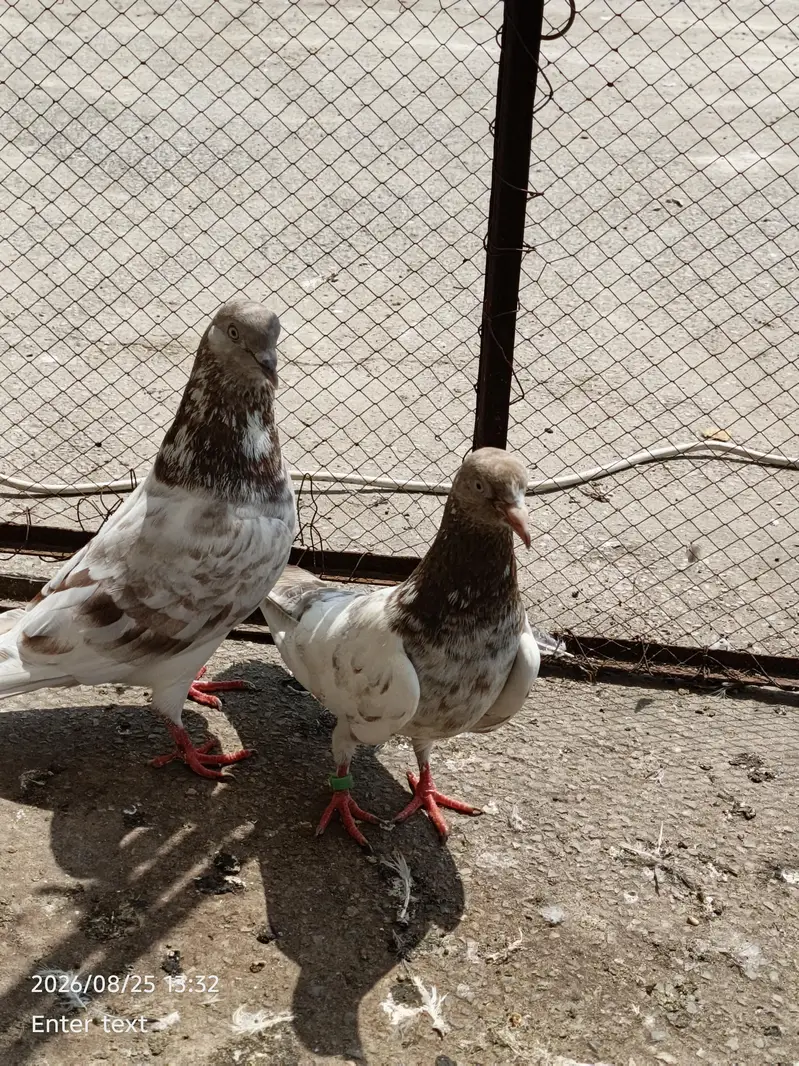 good pair — photo 10
