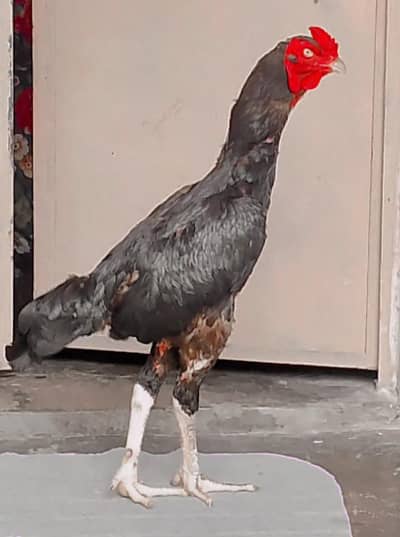 Mashallah long height mazboot black Madi para