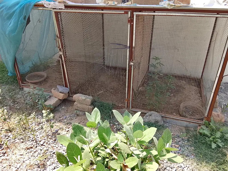 Animal/birds Cage — photo 2