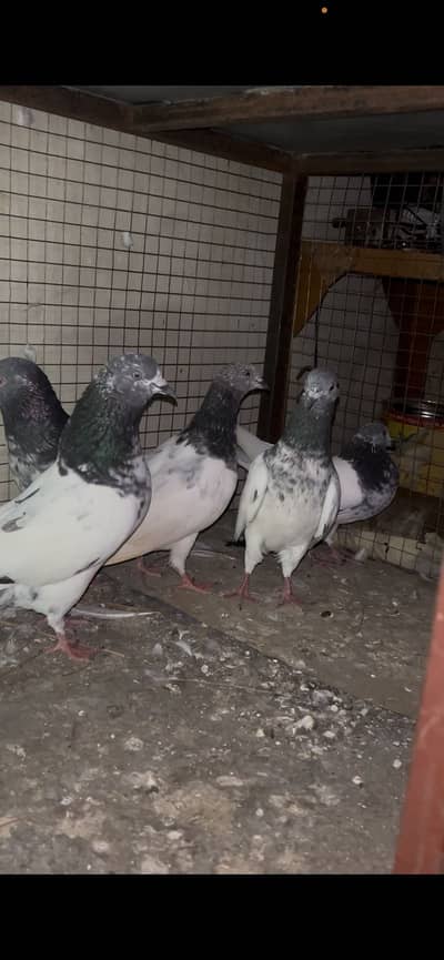 Beautiful Healthy Pigeons for Sale