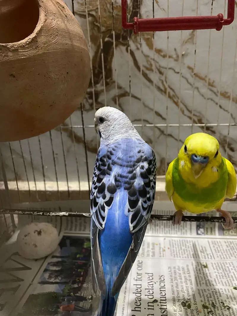 Australian parrots/ Budgies for sale — photo 2