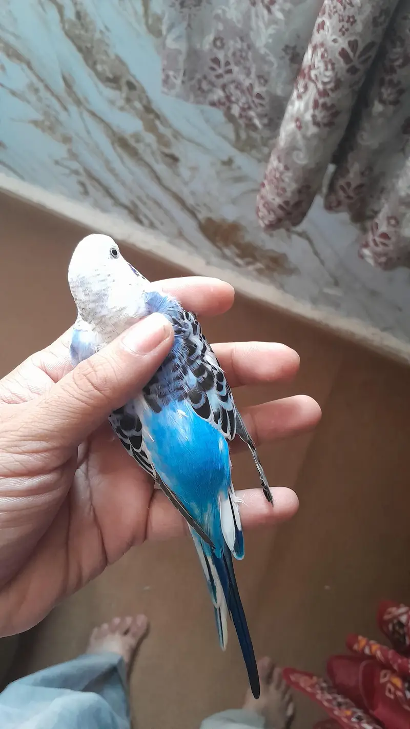 Australian parrots/ Budgies for sale — photo 7