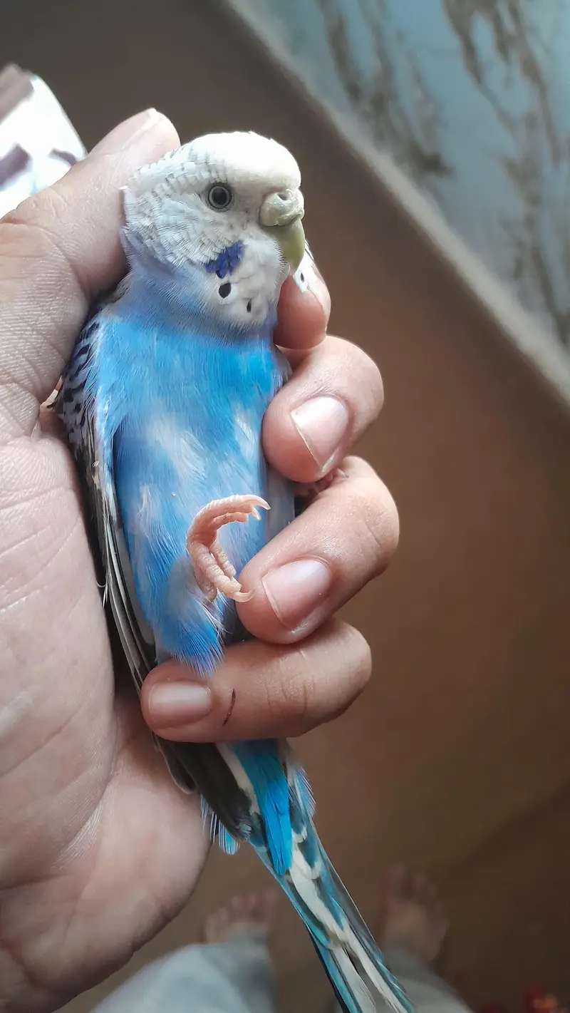 Australian parrots/ Budgies for sale — photo 8