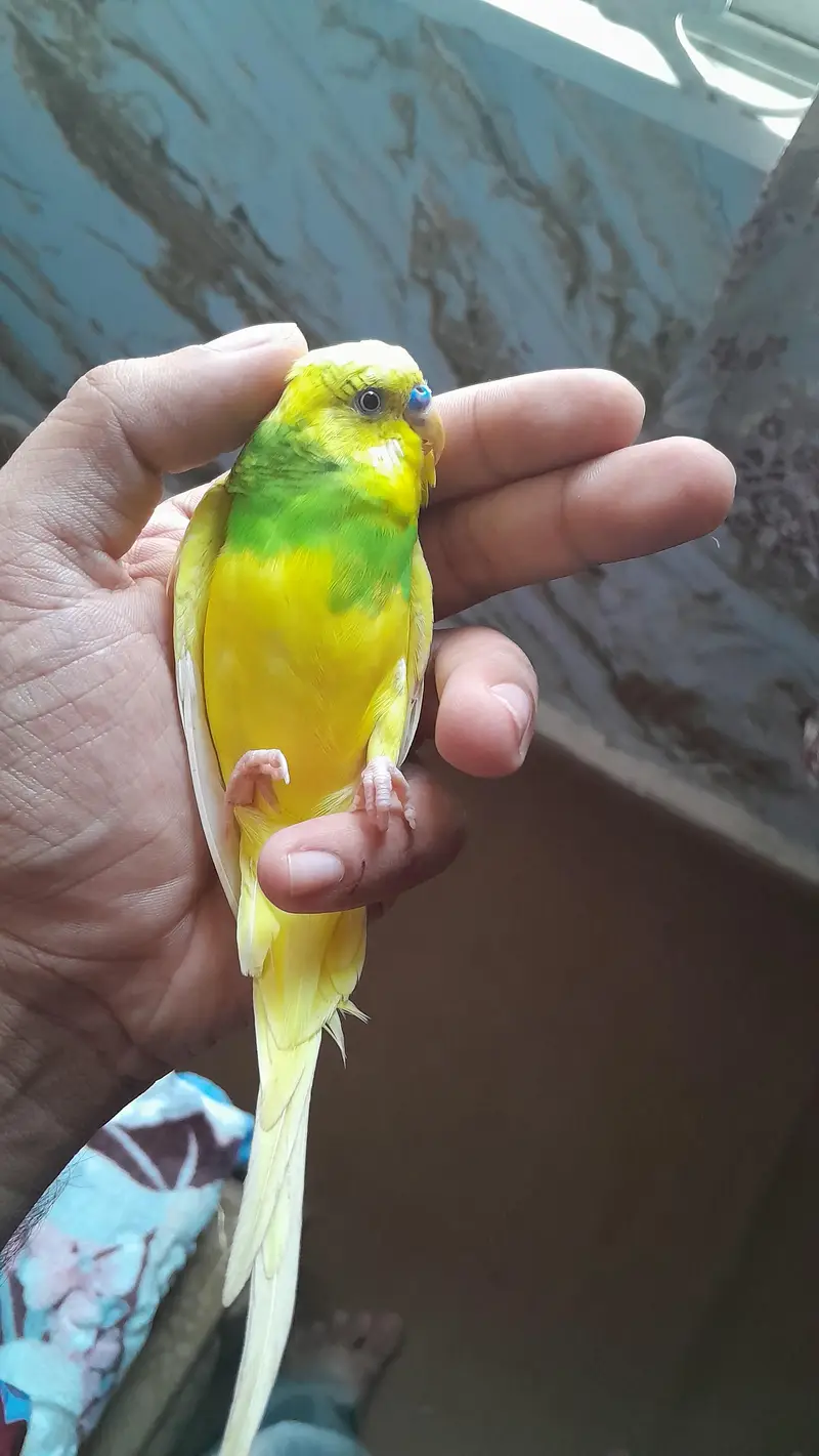 Australian parrots/ Budgies for sale — photo 9