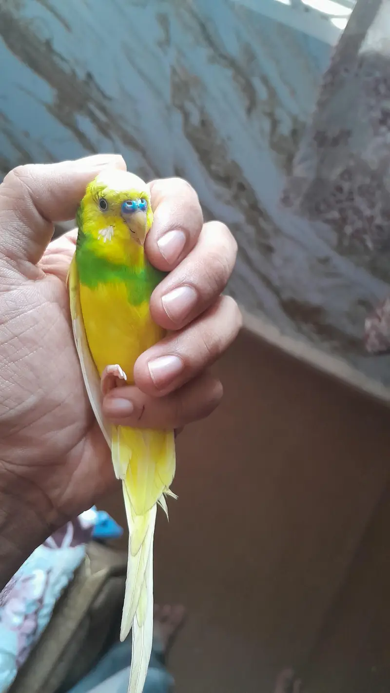 Australian parrots/ Budgies for sale — photo 10