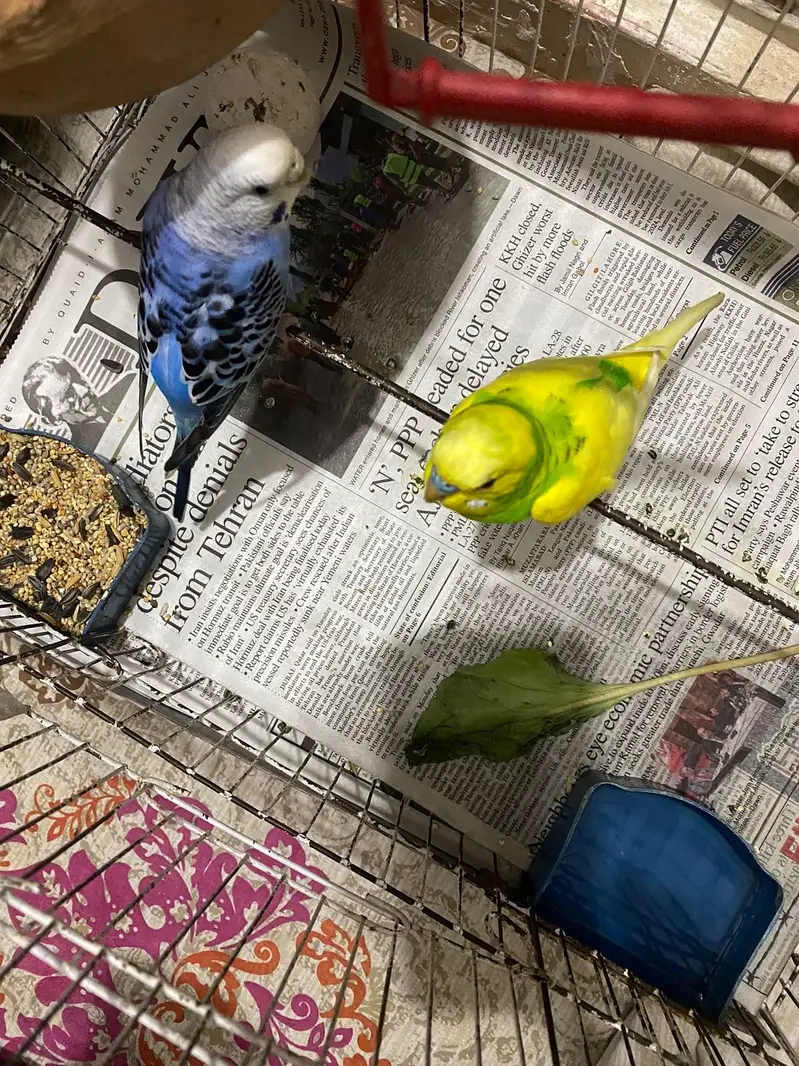 Australian parrots/ Budgies for sale — photo 12