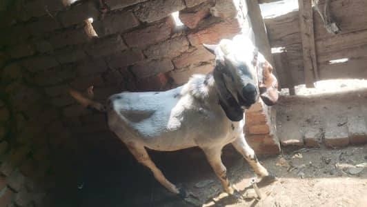 Bakra